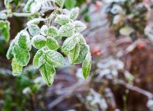 پیش بینی کاهش دما و یخ زدگی سطح زمین در خوزستان