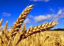 استفاده نامطلوب از ظرفیت خوزستان برای تولید گندم