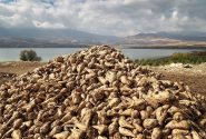 لزوم ایجاد زیرساخت‌های لازم برای تولید چغندر قند در خوزستان