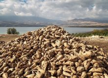 لزوم ایجاد زیرساخت‌های لازم برای تولید چغندر قند در خوزستان