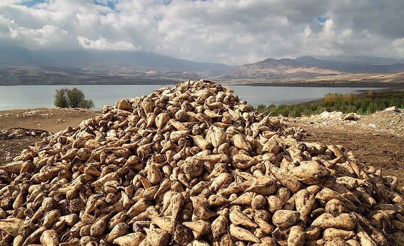 لزوم ایجاد زیرساختهای لازم برای تولید چغندر قند در خوزستان