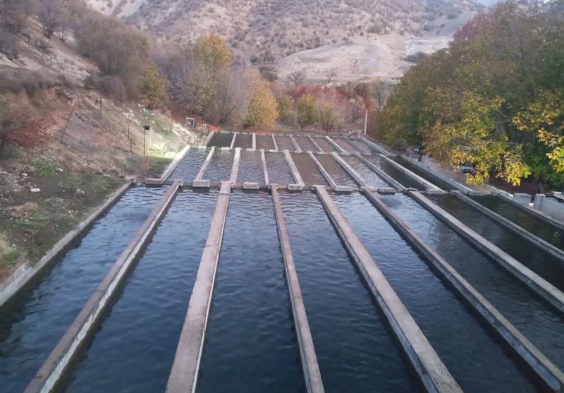 پیشبینی تولید ۸۷هزار تن آبزی تا پایان فصل برداشت در خوزستان