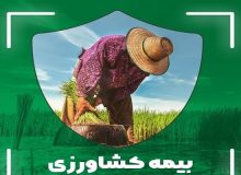 ۱۵ اسفند ۱۴۰۳؛ آخرین مهلت بیمه محصولات کشاورزی در خوزستان