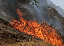 وقوع ۲۲۰ حادثه آتش سوزی در جنگل‌ها و مراتع خوزستان