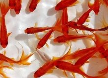 تاکید بر تهیه ماهی قرمز شب عید از مراکز بهداشتی