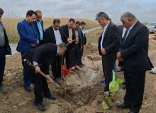 کاشت چهار هزار درخت در محور شادگان – دارخویین