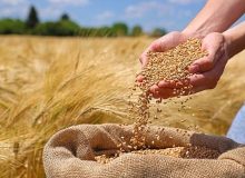 اجرای طرح بیمه فراگیر گندم فرصتی برای گندمکاران اندیمشک