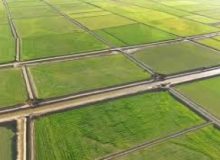 شناسایی ۲۲ مورد تغییرکاربری غیرمجاز در اراضی کشاورزی خوزستان