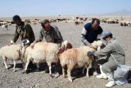 ایمن سازی بیش از ۶۰ هزار راس دام در برابر تب برفکی در هندیجان