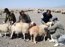 ایمن سازی بیش از ۶۰ هزار راس دام در برابر تب برفکی در هندیجان