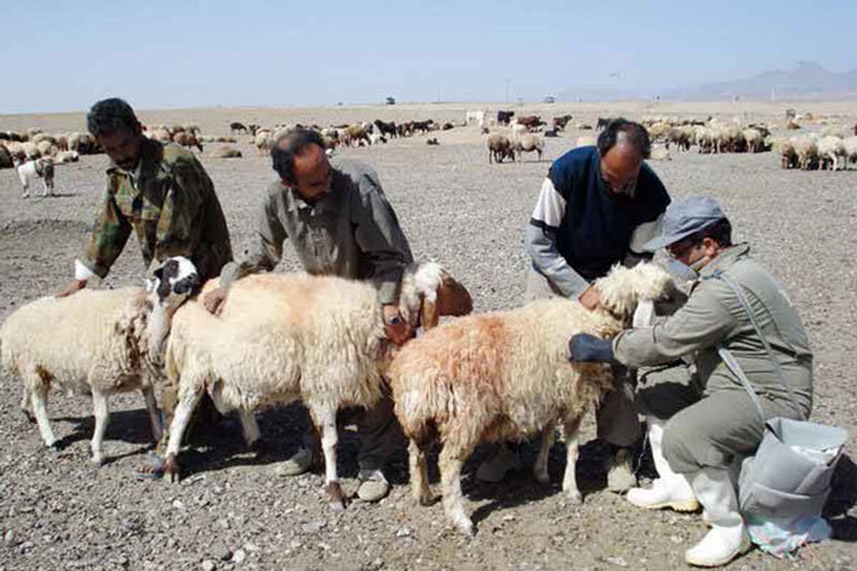 ایمن سازی بیش از ۶۰ هزار راس دام در برابر تب برفکی در هندیجان