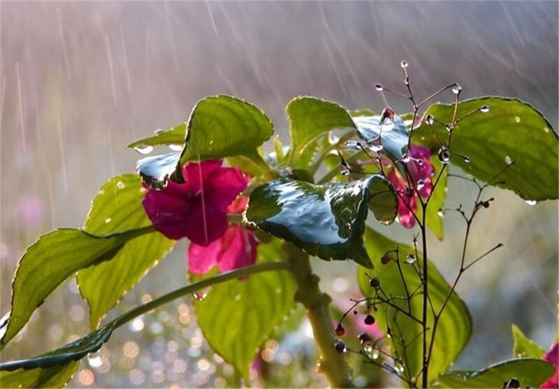 باران مهمان روزهای بهاری خوزستان
