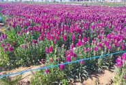 برداشت گل از مزارع روستای شبیشه حمیدیه