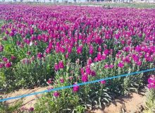 برداشت گل از مزارع روستای شبیشه حمیدیه