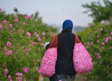 برداشت گل محمدی در شهرستان کارون