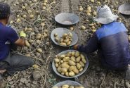پیش‌بینی برداشت ۳۰ هزار تن سیب زمینی در خوزستان