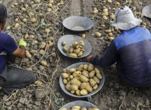 پیش‌بینی برداشت ۳۰ هزار تن سیب زمینی در خوزستان