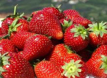 برداشت توت فرنگی در دزفول