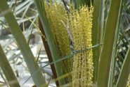 آغاز گرده افشانی نخیلات در کارون