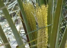 آغاز گرده افشانی نخیلات در کارون