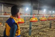 تولید بیش از ۶۳ میلیون قطعه جوجه گوشتی در خوزستان زیر نظر دامپزشکی