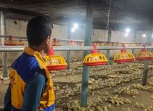 تولید بیش از ۶۳ میلیون قطعه جوجه گوشتی در خوزستان زیر نظر دامپزشکی