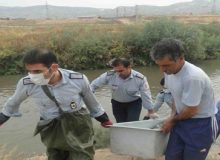 کشف یک جسد با هویت نامشخص از رودخانه شاوور کرخه