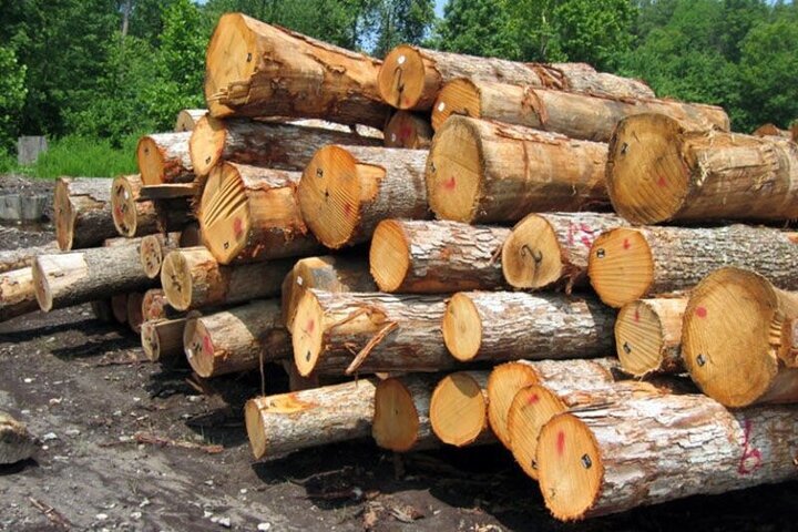 دود قاچاق چوب در چشمان قاچاقچیان دزفول