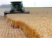 خرید ۲۰ هزار تن گندم در خوزستان