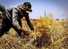 برداشت محصولات پاییزه از مزارع شهرستان هویزه