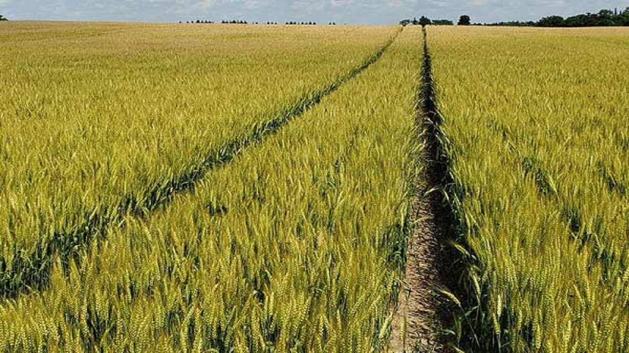 تلاش برای افزایش عملکرد گندم در خوزستان