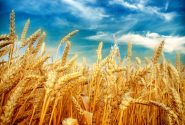 خرید بیش از ۱۸ هزار تن گندم از کشاورزان بهبهان