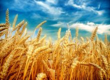 خرید بیش از ۱۸ هزار تن گندم از کشاورزان بهبهان