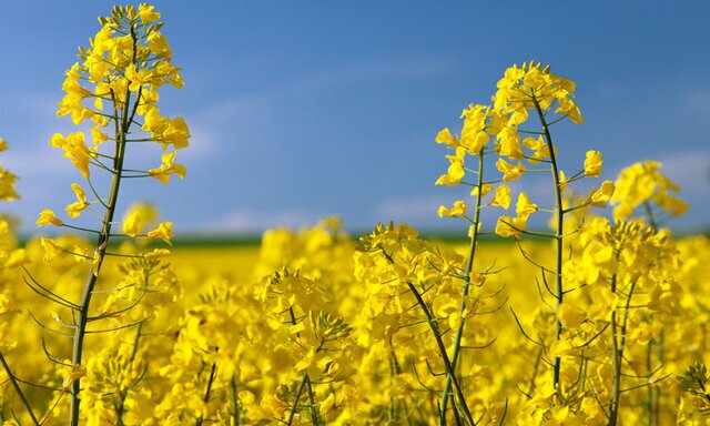 خرید ۵۵ هزار تن کلزا از کشاورزان خوزستانی