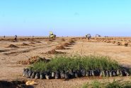 ۳۵۰ هزار هکتار از اراضی بیابانی خوزستان، کانون بحرانی ریزگرد