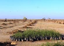 ۳۵۰ هزار هکتار از اراضی بیابانی خوزستان، کانون بحرانی ریزگرد