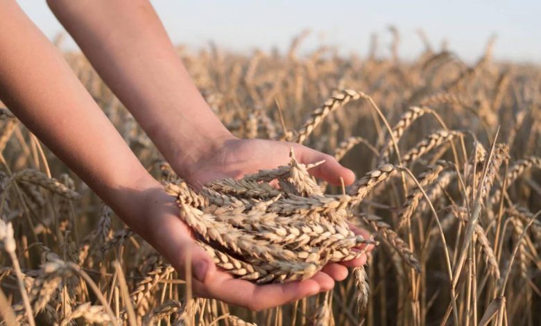 پیش بینی برداشت بیش از ۹۰ هزار تن گندم در حمیدیه