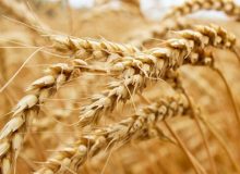 خرید تضمینی یک میلیون و ۳۷۶ هزار تن گندم در خوزستان