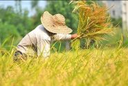 همه دستگاه‌ها موظف به اجرای فوری مصوبات حمایتی از کشاورزان هستند