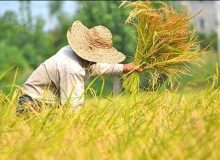 همه دستگاه‌ها موظف به اجرای فوری مصوبات حمایتی از کشاورزان هستند