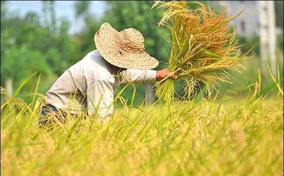 همه دستگاهها موظف به اجرای فوری مصوبات حمایتی از کشاورزان هستند
