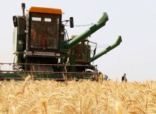 ‎٣ همت از مطالبات کشاورزان گندم کار پرداخت شد