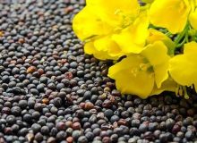 پیش بینی تولید ۹۰ هزار تن دانه روغنی کلزا در خوزستان