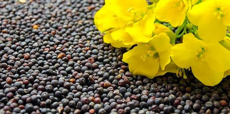 پیش بینی تولید ۹۰ هزار تن دانه روغنی کلزا در خوزستان