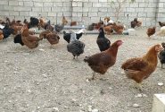 پرورش مرغ بومی بستر ساز اشتغال زنان روستایی