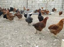 پرورش مرغ بومی بستر ساز اشتغال زنان روستایی