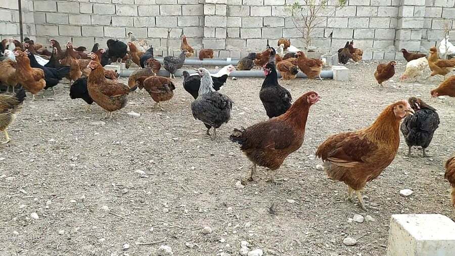 پرورش مرغ بومی بستر ساز اشتغال زنان روستایی