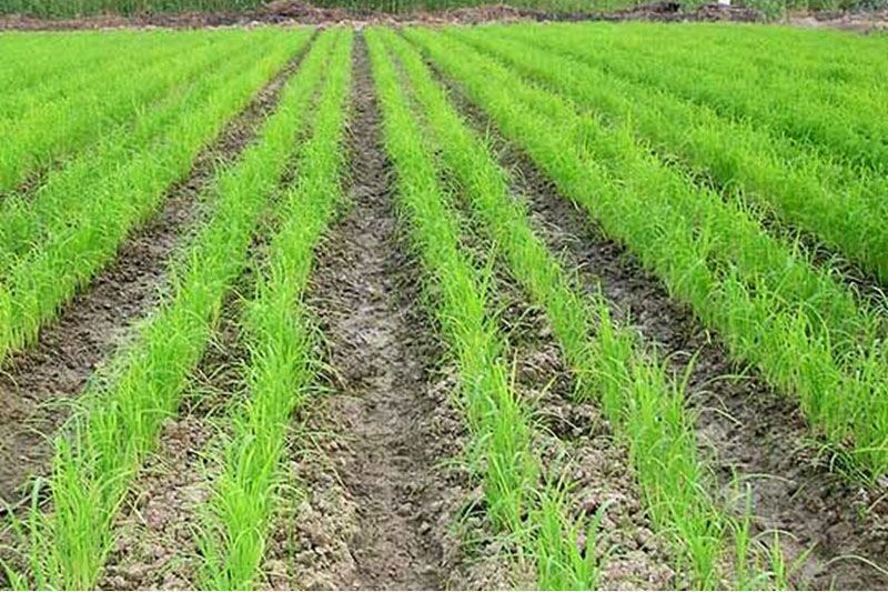 گیاهان کم آببر جایگزین برنج در حوضههای آبریز خوزستان