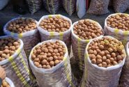 محکومیت قاچاقچی ۵۵۰ کیلوگرم گردو در اهواز