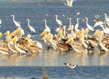 خوزستان محل حضور بیش از ۳۰۰ گونه پرنده مهاجر